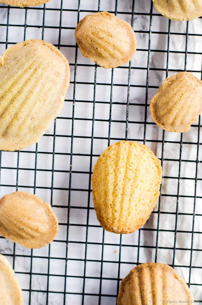 Brown butter pecan madeleines are the epitome of rich and indulgent nutty flavor. The brown butter gives the madeleines and intoxicating aroma and the pecans add a welcome crunch. These dainty cookies are best served fresh from the oven while they are still warm, making them an incredible wintertime treat. 
