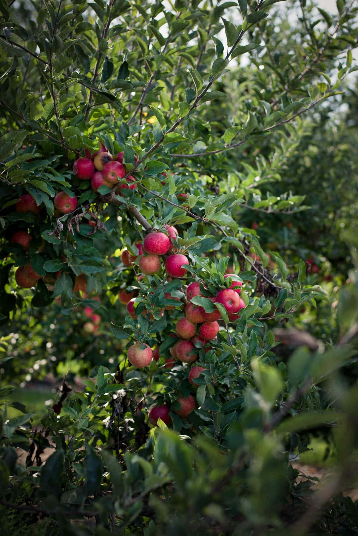 prep photo apples on the farm for homemade apple cider